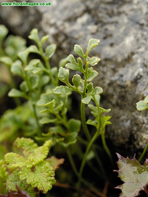 Asplenium ruta-muraria