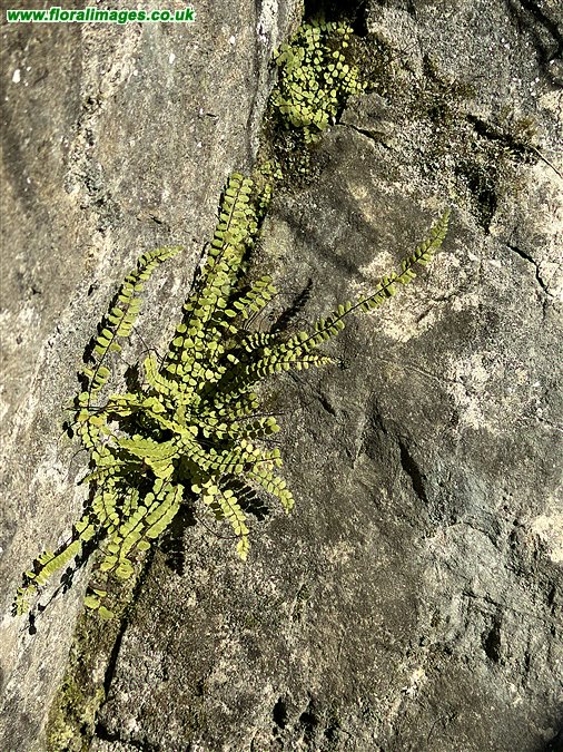 Asplenium trichomanes