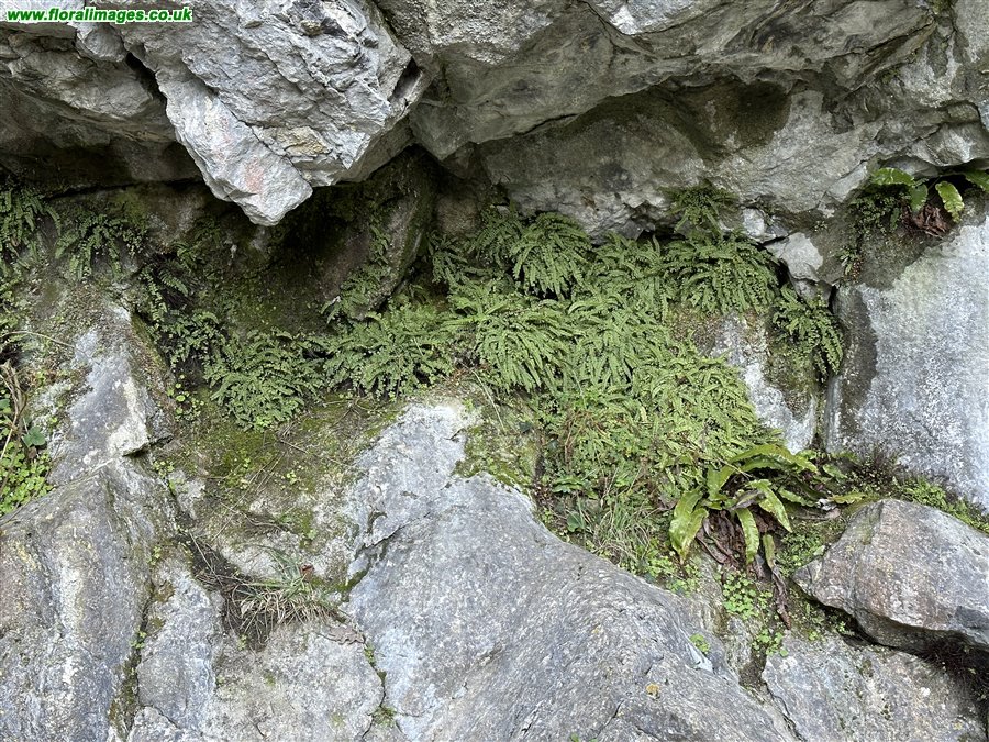 Asplenium trichomanes