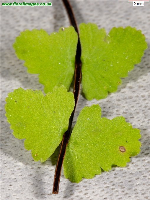 Asplenium trichomanes