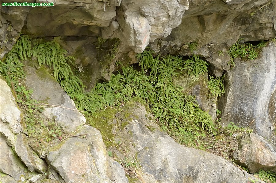 Asplenium trichomanes