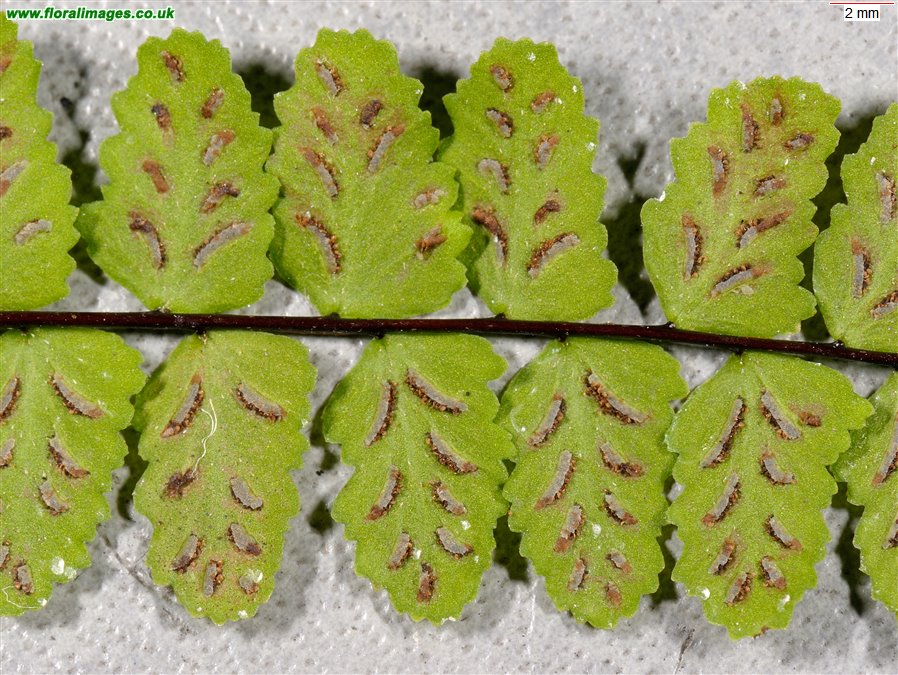 Asplenium trichomanes