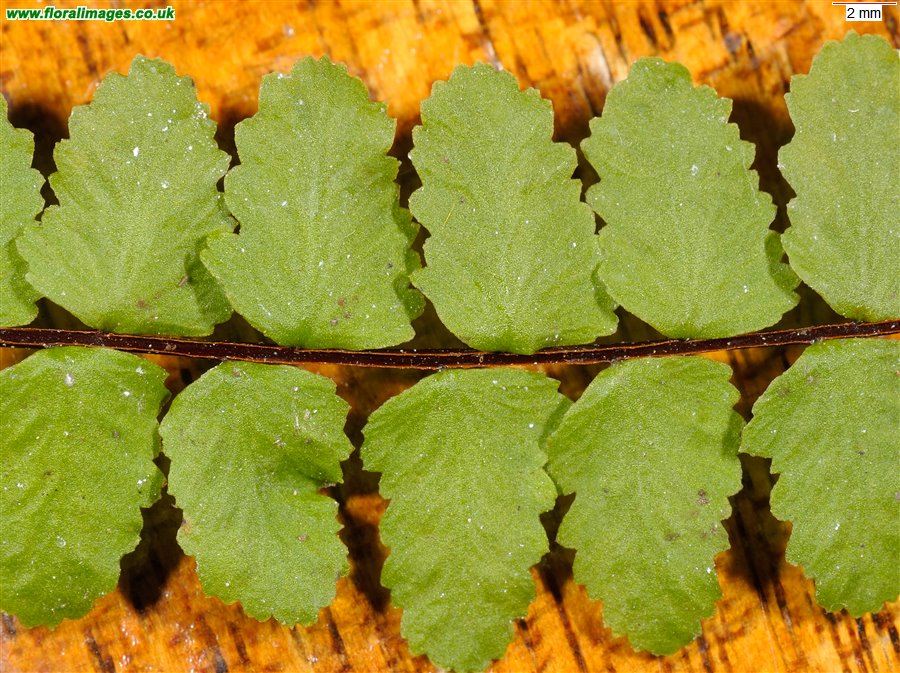 Asplenium trichomanes