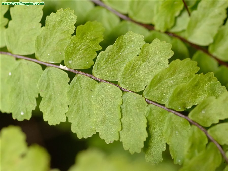 Asplenium trichomanes