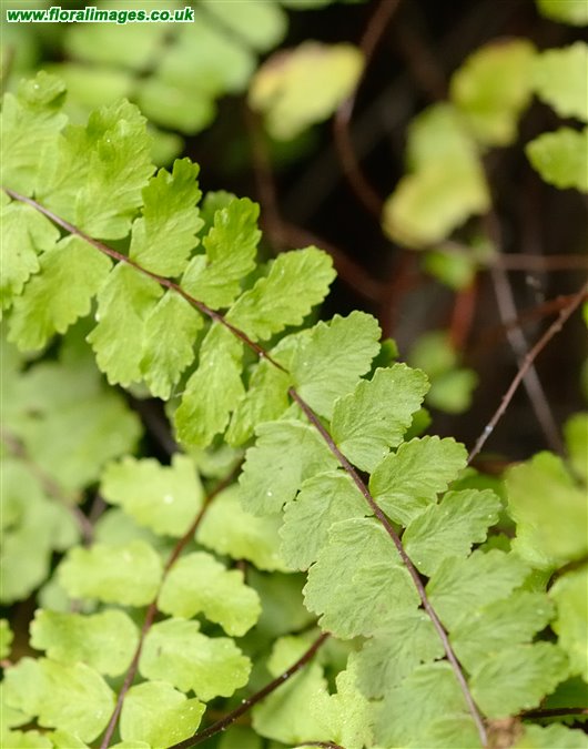 Asplenium trichomanes