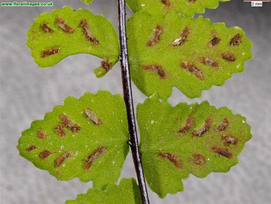 Asplenium trichomanes