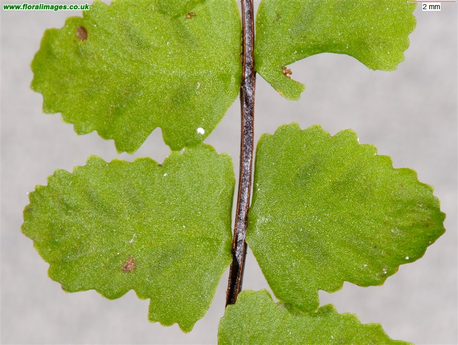 Asplenium trichomanes