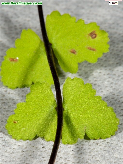 Asplenium trichomanes