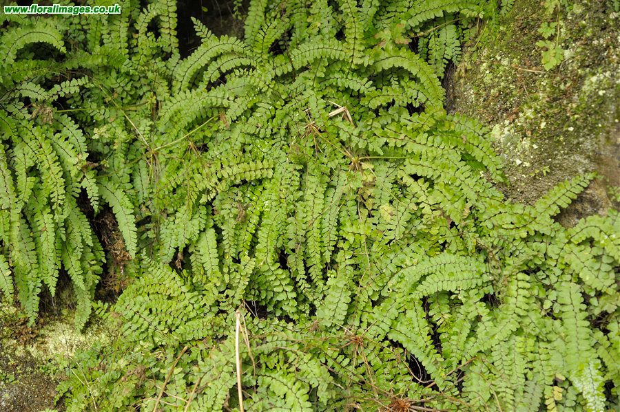 Asplenium trichomanes