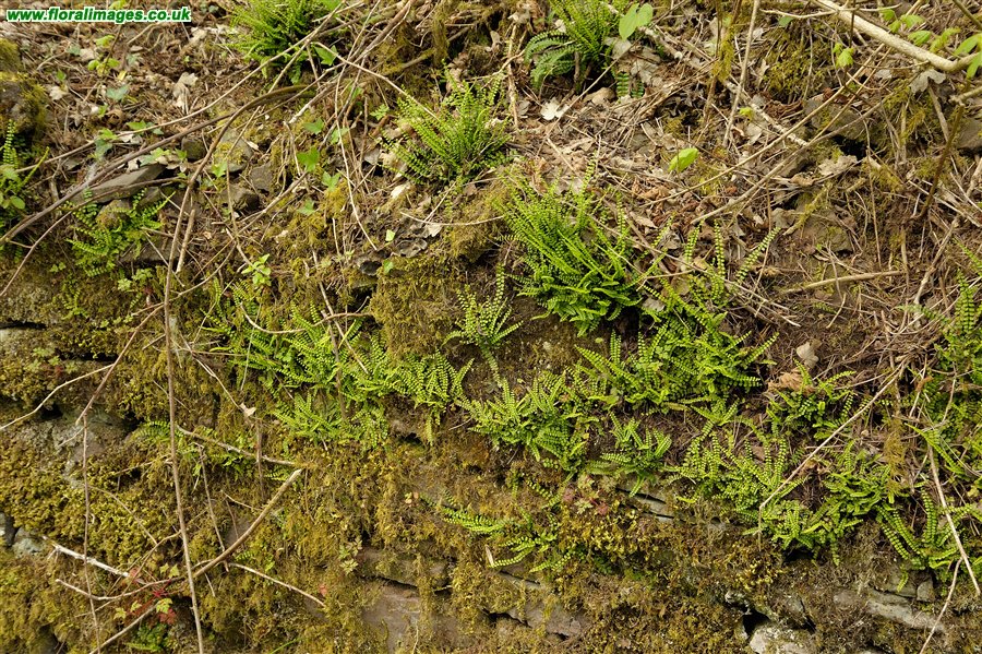 Asplenium trichomanes