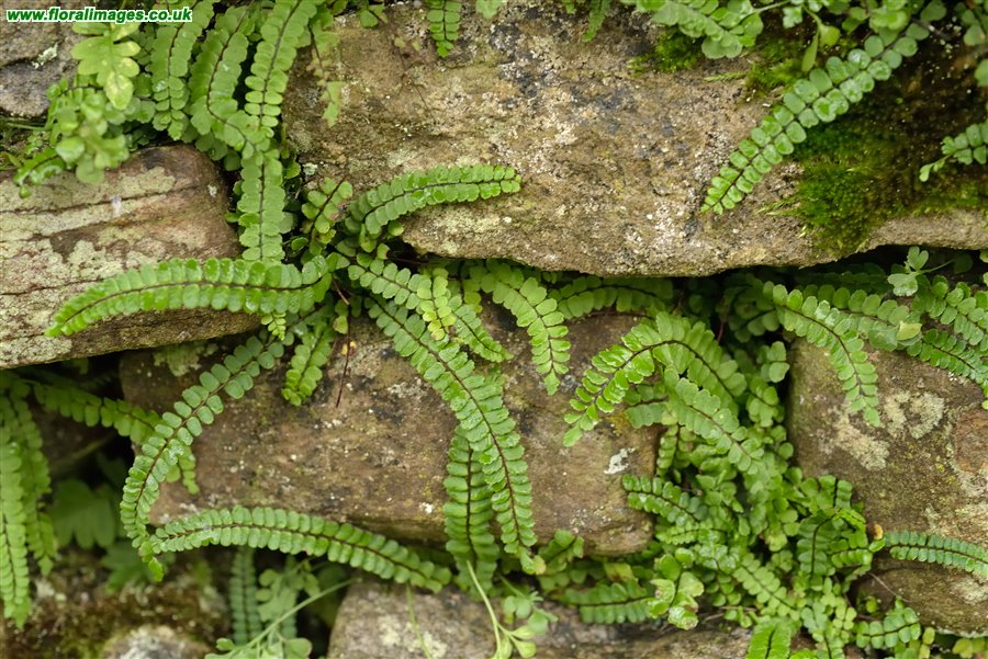 Asplenium trichomanes