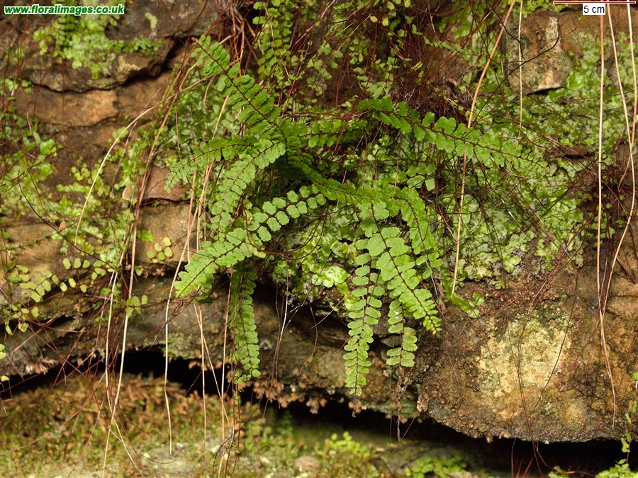 Asplenium trichomanes