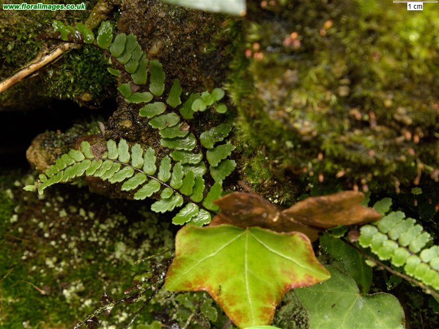 Asplenium trichomanes