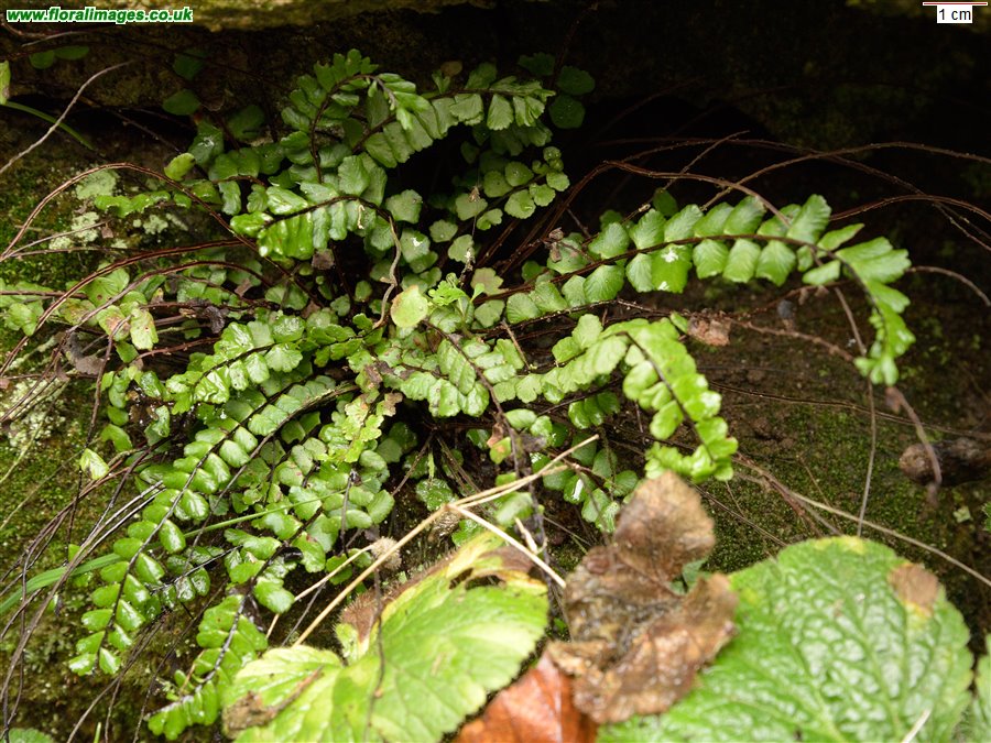 Asplenium trichomanes
