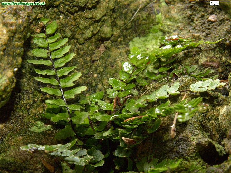 Asplenium trichomanes
