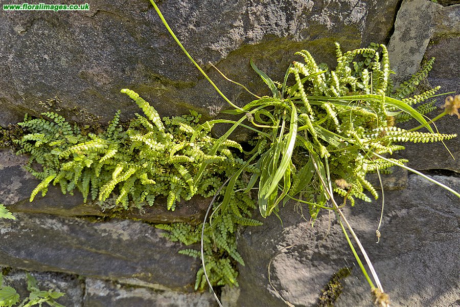 Asplenium viride