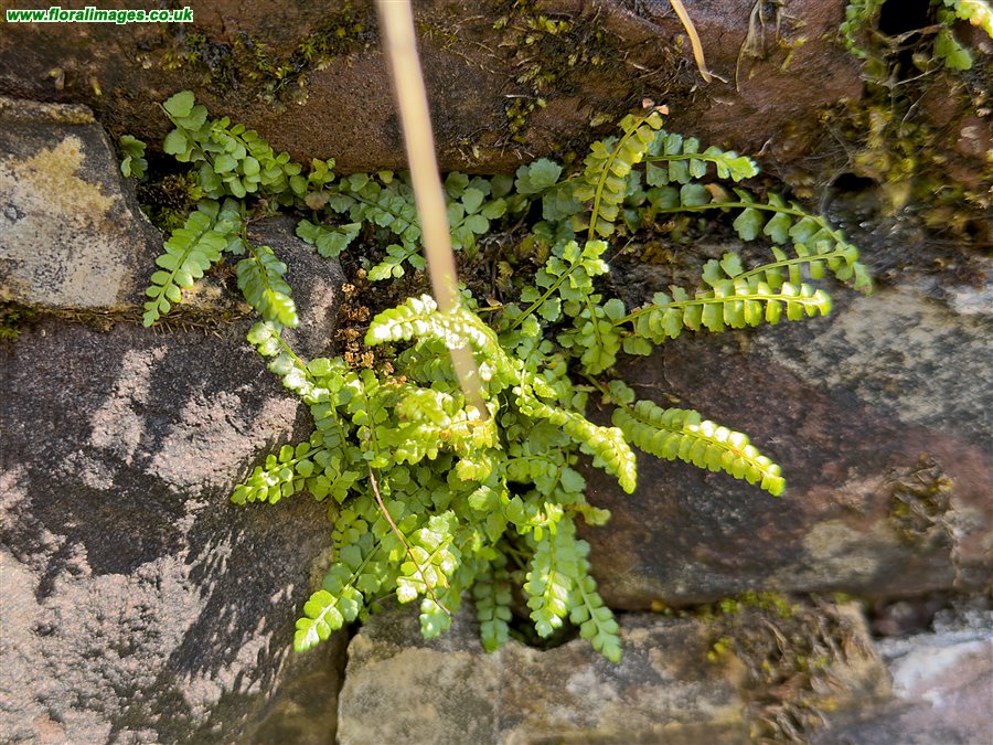 Asplenium viride