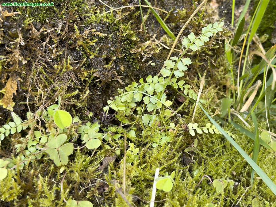 Asplenium viride