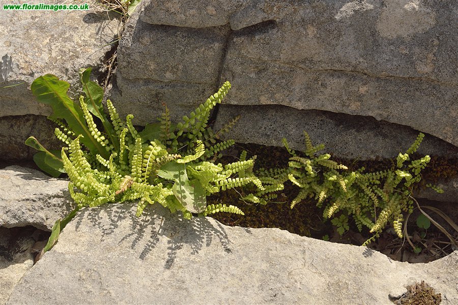 Asplenium viride