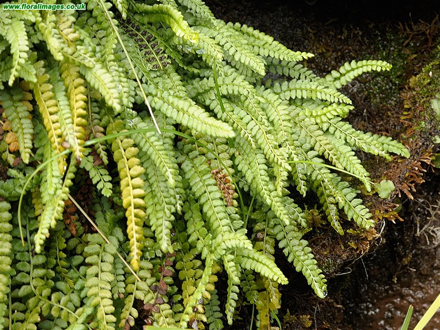 Asplenium viride