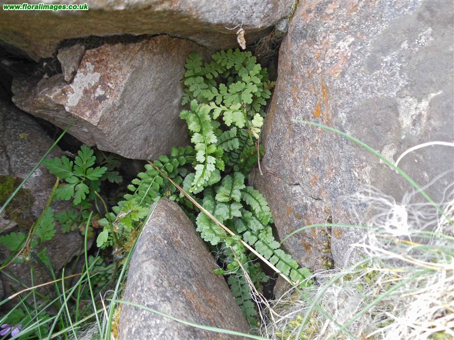 Asplenium viride