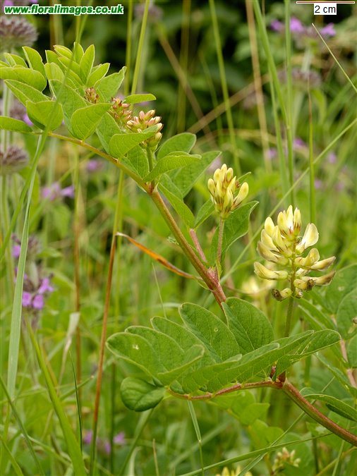 Astragalus glycyphyllos
