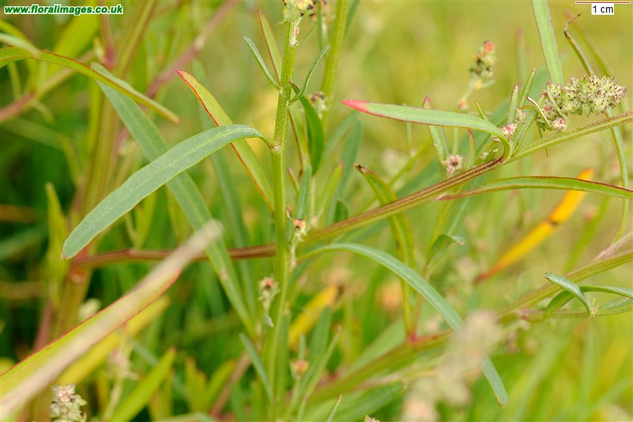 Atriplex littoralis