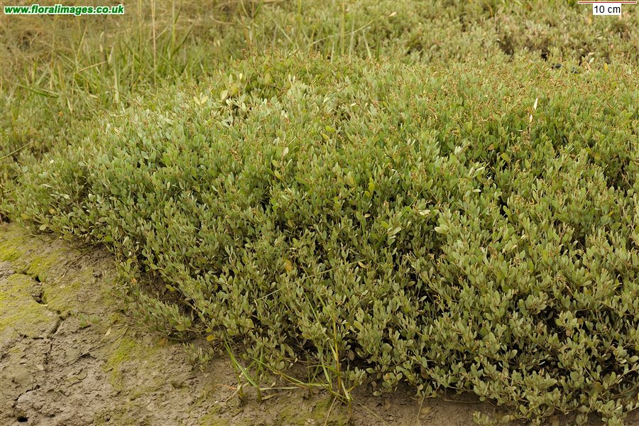 Atriplex portulacoides