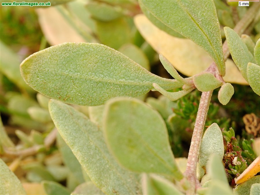 Atriplex portulacoides