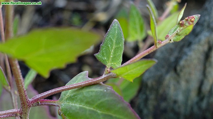 Atriplex prostrata