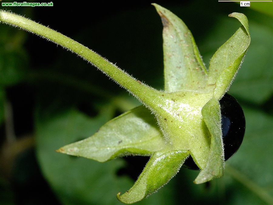 Atropa belladonna