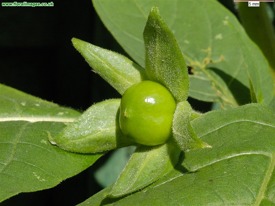 Atropa belladonna