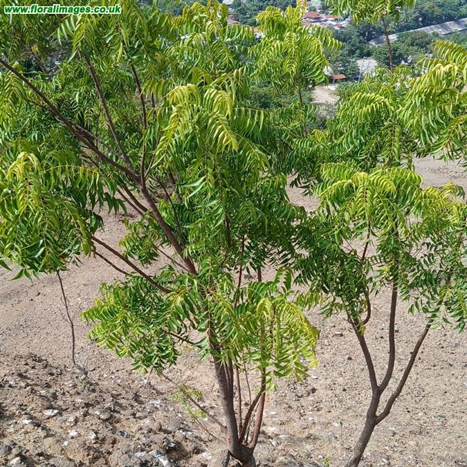 Azadirachta indica