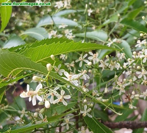 Azadirachta indica