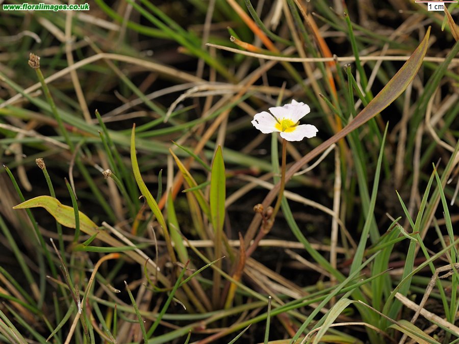 Baldellia ranunculoides