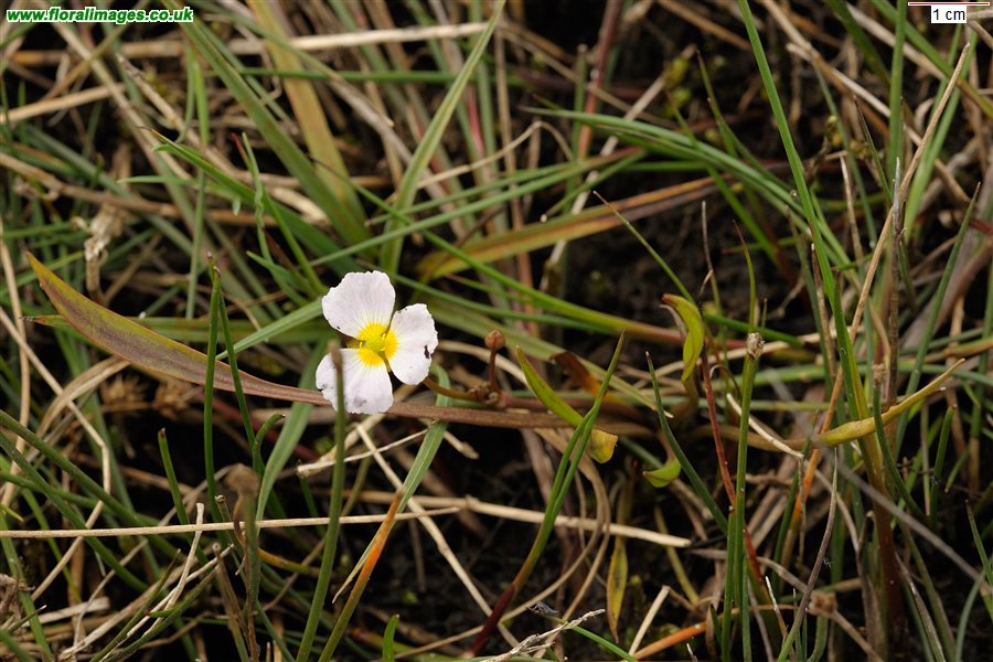 Baldellia ranunculoides