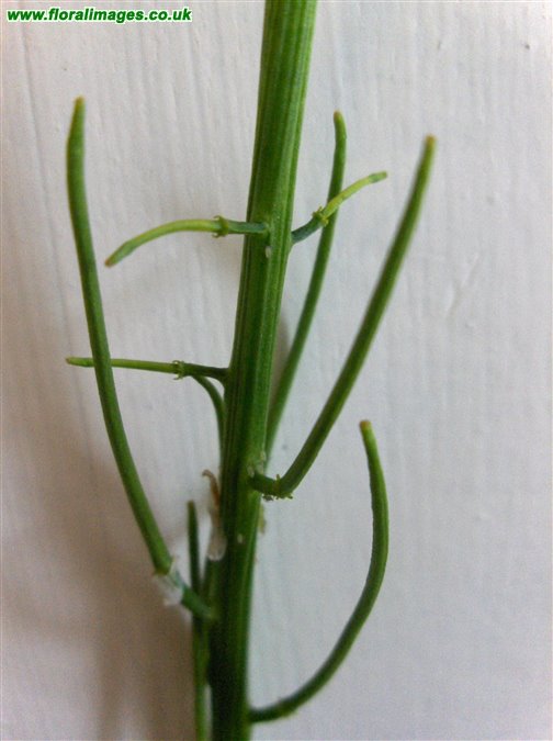 Barbarea verna