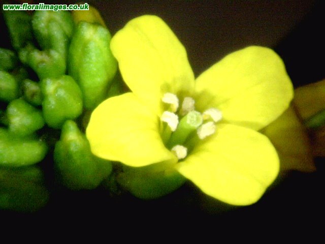 Barbarea verna