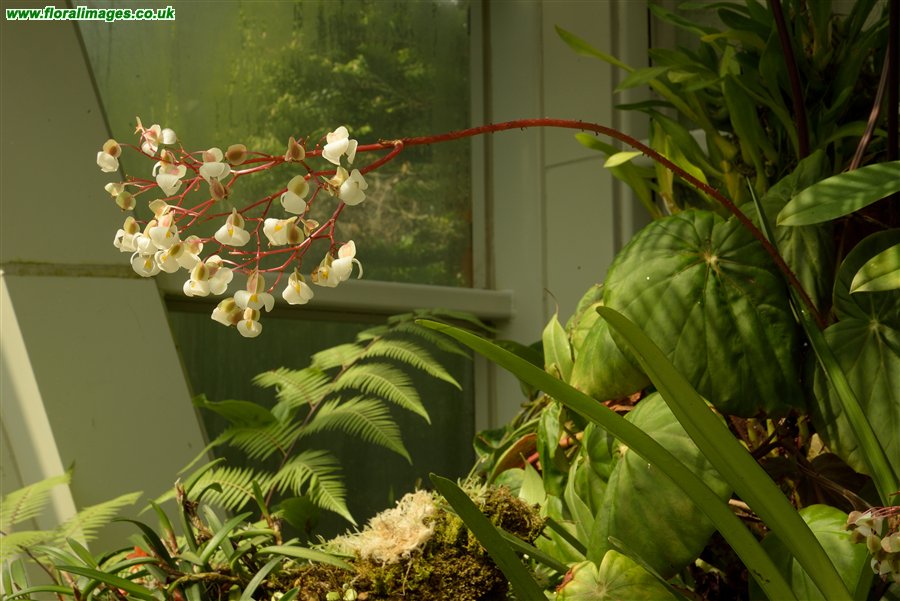 Begonia sp.