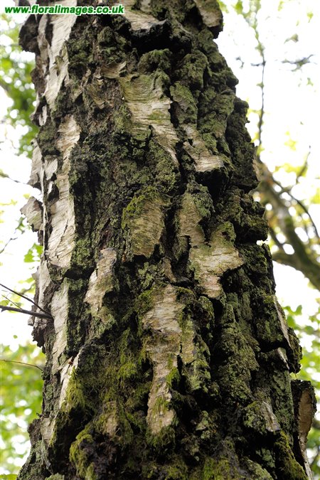 Betula pendula