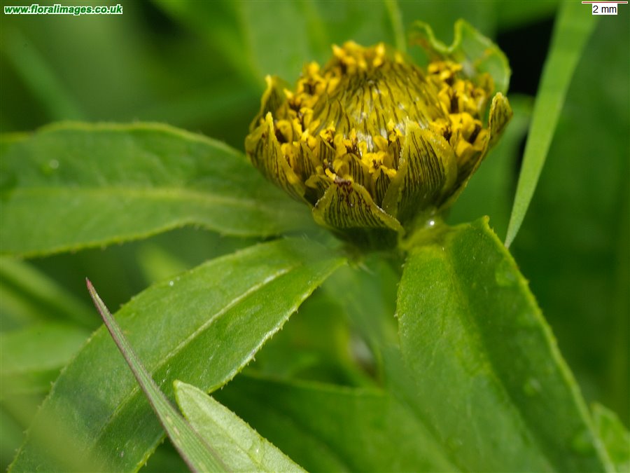 Bidens cernua