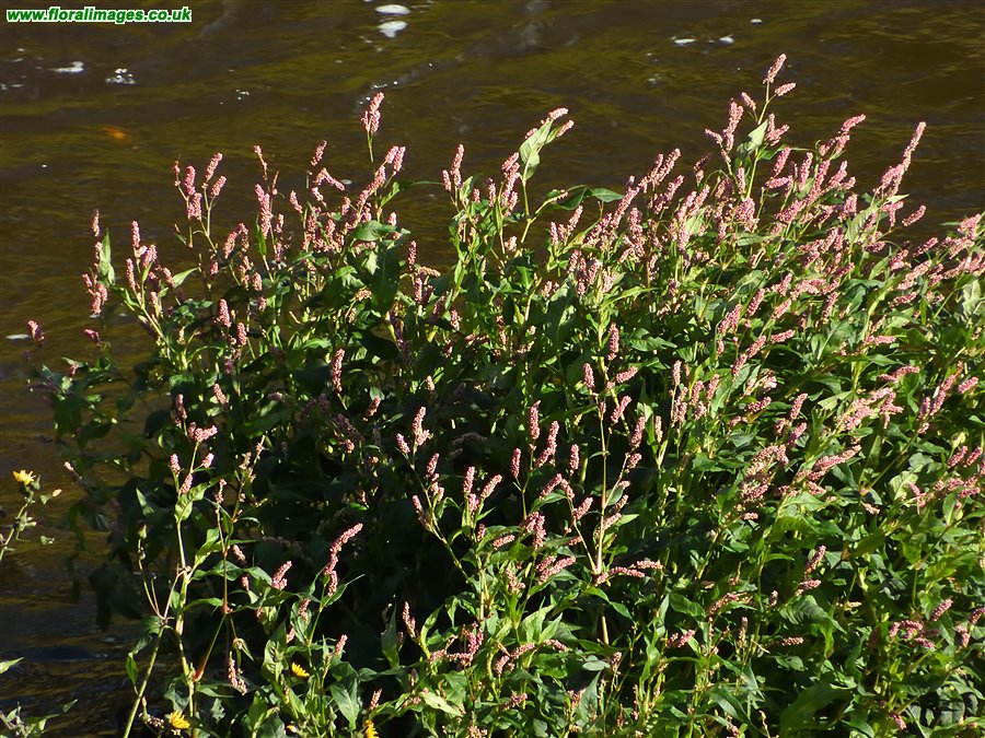 Bistorta officinalis