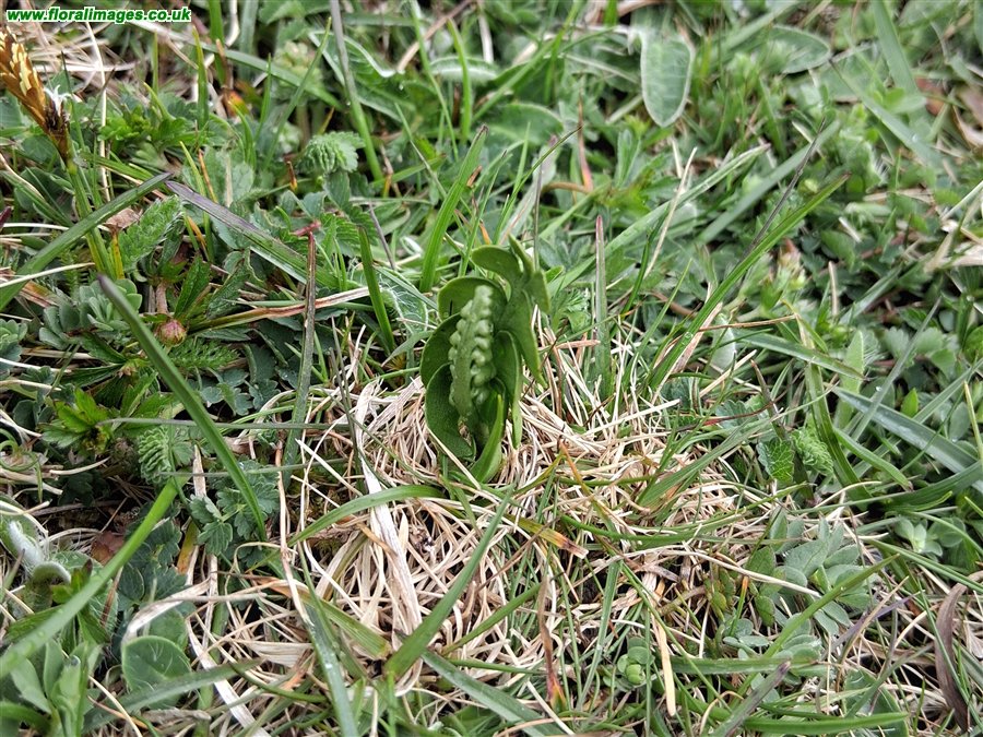 Botrychium lunaria