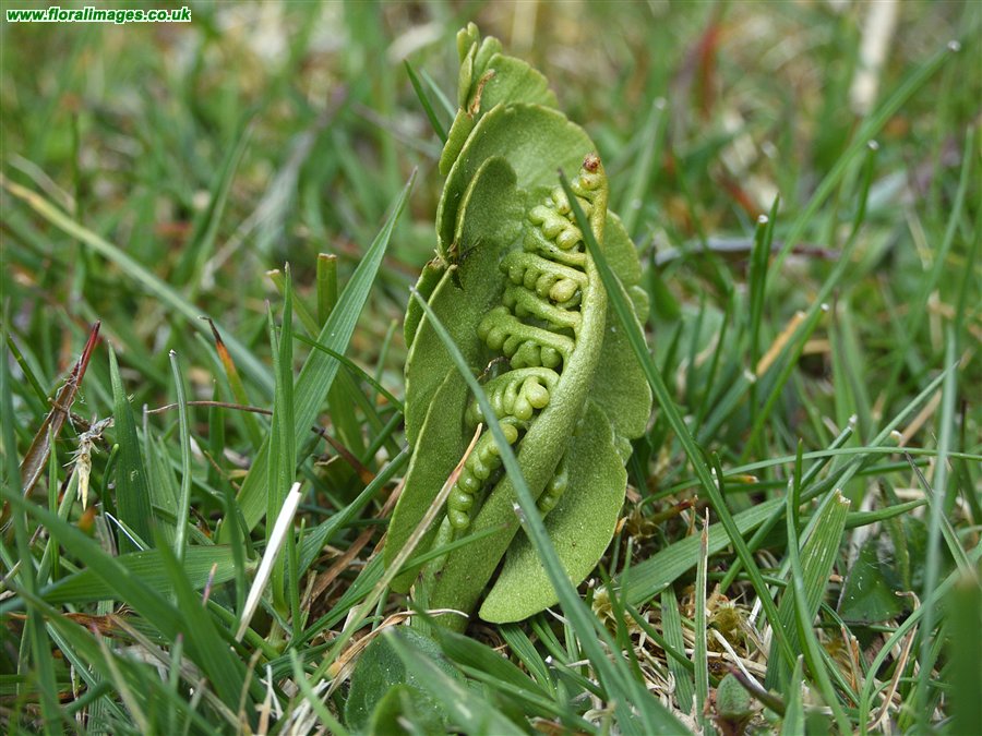 Botrychium lunaria