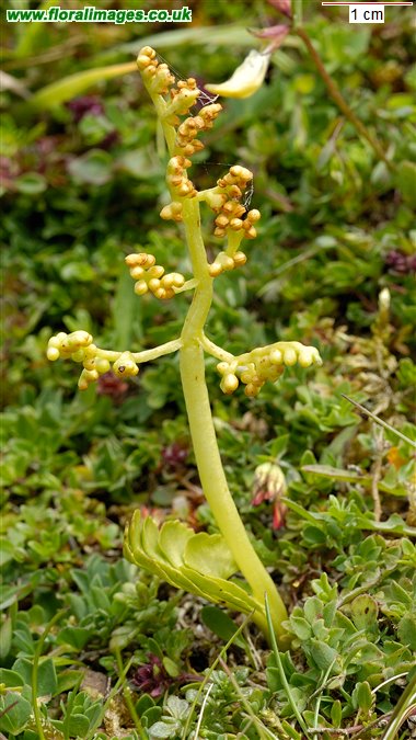 Botrychium lunaria