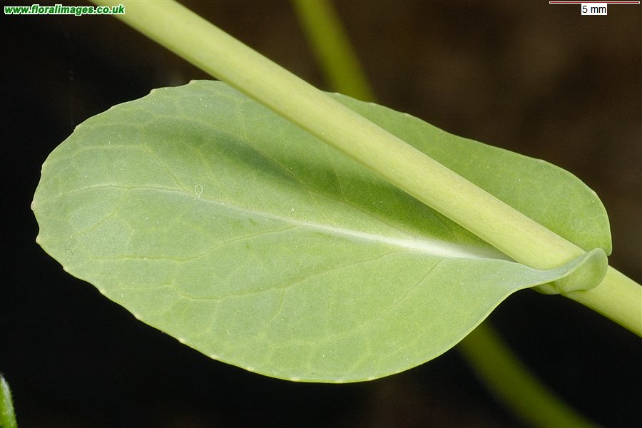 Brassica rapa