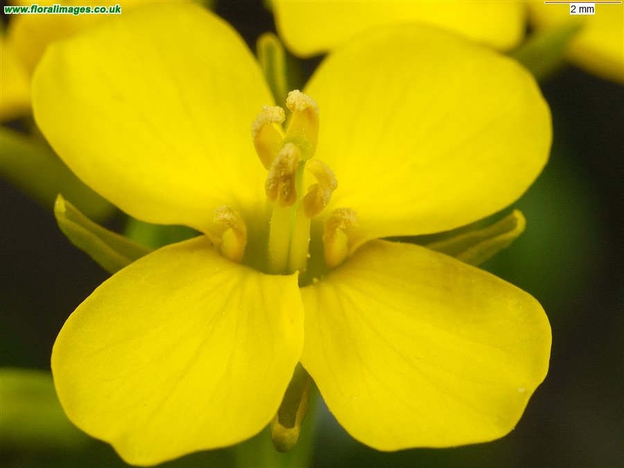 Brassica rapa