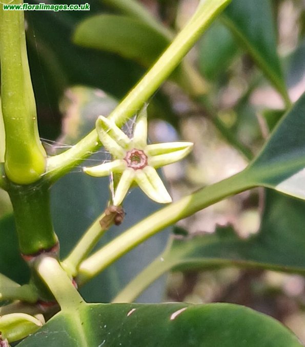 Brugauiera cylindrica