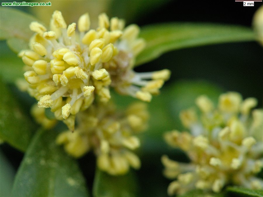 Buxus sempervirens