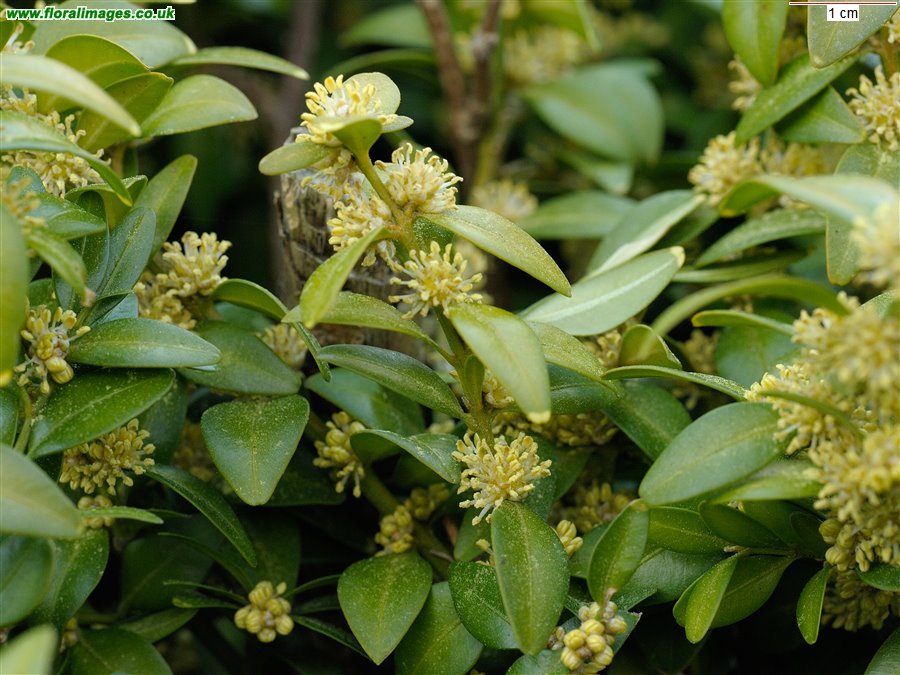 Buxus sempervirens